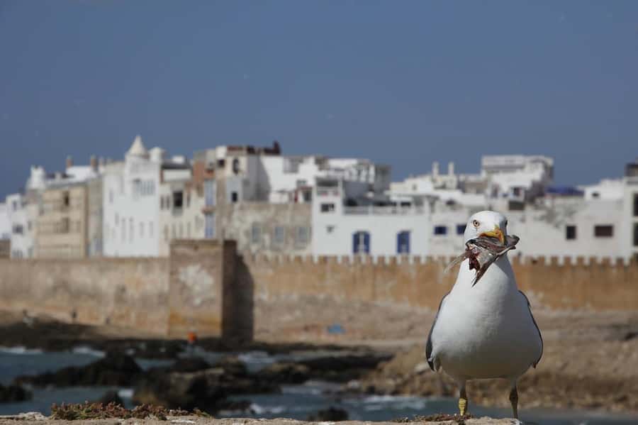 From Marrakesh: Small Group To Essaouira With Opt Activities - Should you book the Marrakech to Essaouira trip?