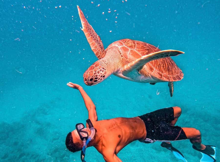 From Mindelo: São Vicente's Enchanting Sea Turtle Snorkeling - Key points to know before you book