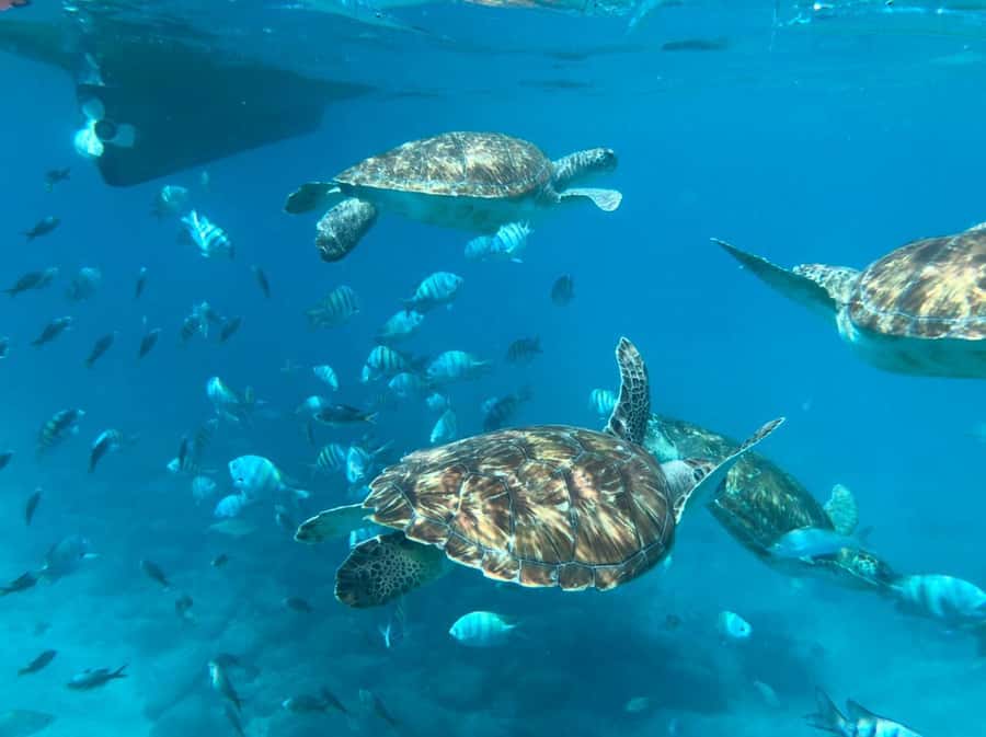 From Mindelo: São Vicente's Enchanting Sea Turtle Snorkeling - From Mindelo to São Pedro by road and boat