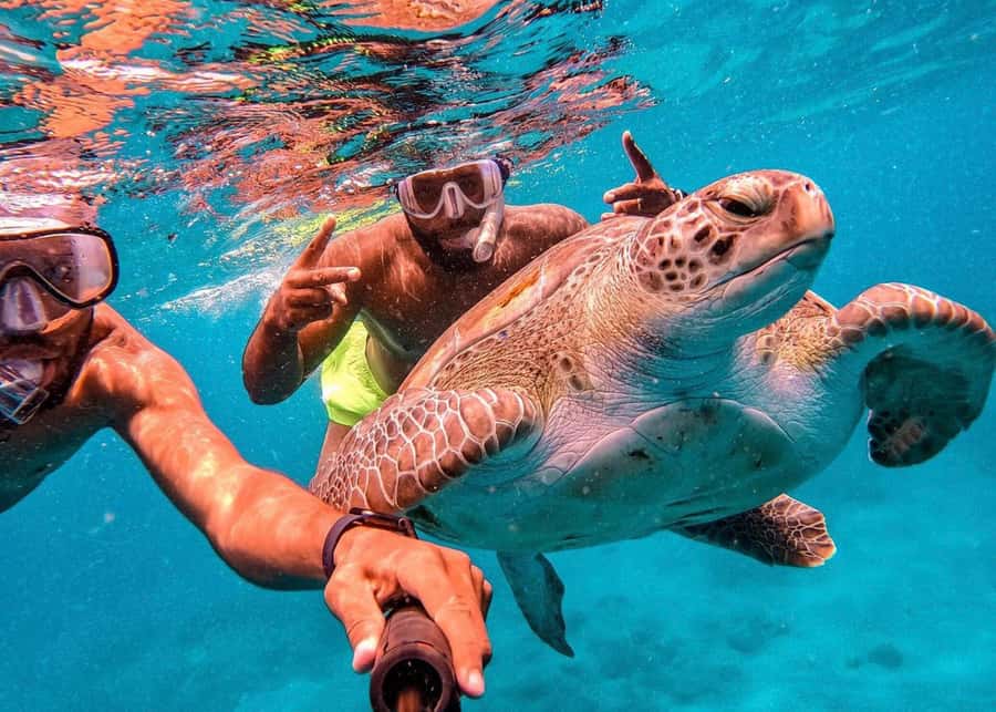 From Mindelo: São Vicente's Enchanting Sea Turtle Snorkeling - A short boat ride to the turtle area