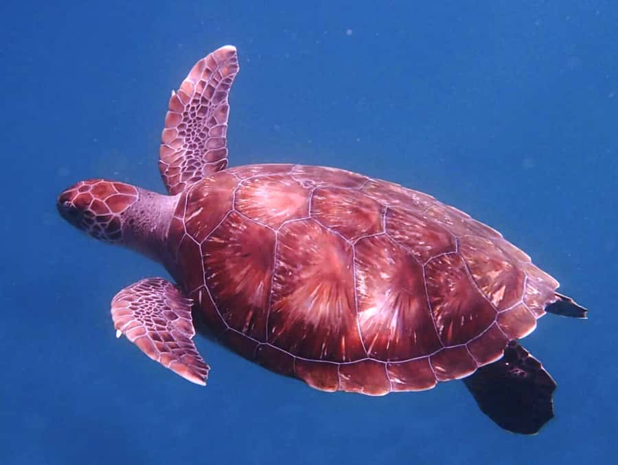 From Mindelo: São Vicente's Enchanting Sea Turtle Snorkeling - Meeting the guide and preparing for the water