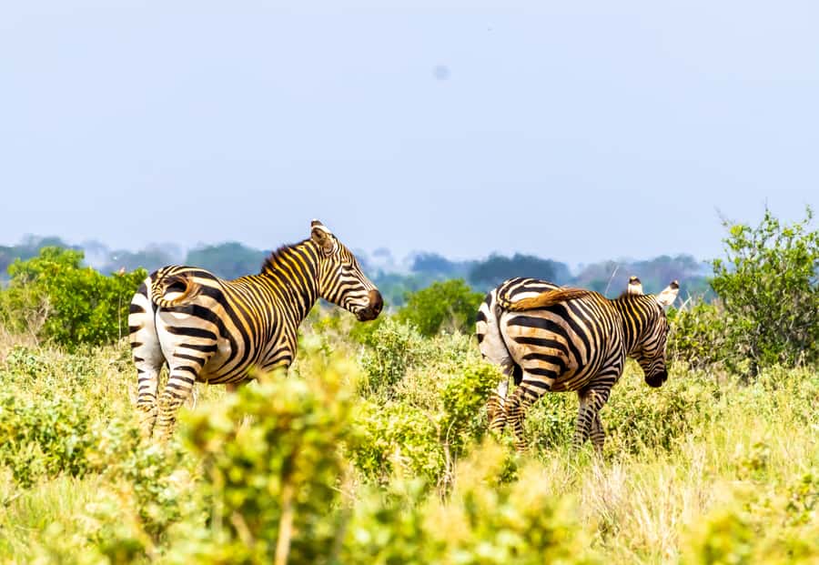 From Mombasa/Mtwapa/Diani/Tiwi: Tsavo East Full-Day Safari - Tsavo East is a safari taster, not a quick outing