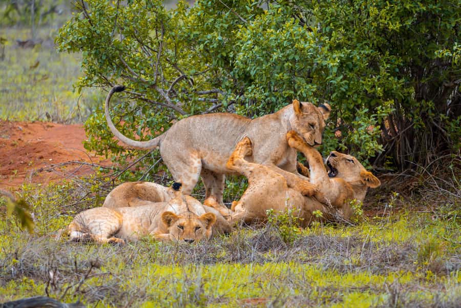 From Mombasa/Mtwapa/Diani/Tiwi: Tsavo East Full-Day Safari - Entering the park and finding the red elephants