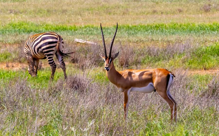 From Mombasa/Mtwapa/Diani/Tiwi: Tsavo East Full-Day Safari - The afternoon drive and the luck of wildlife