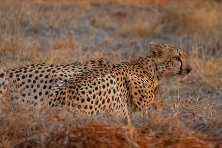 From Mombasa/Mtwapa/Diani/Tiwi: Tsavo East Full-Day Safari - What the $200 price really buys you