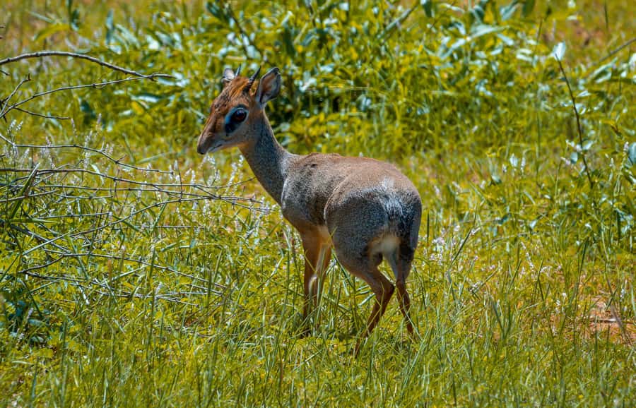 From Mombasa/Mtwapa/Diani/Tiwi: Tsavo East Full-Day Safari - My verdict: book it for access, not guarantees