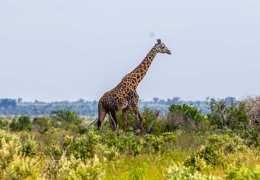 From Mombasa/Mtwapa/Diani/Tiwi: Tsavo East Full-Day Safari - The early pickup and long road from the coast