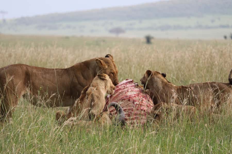 From Nairobi: 3 Days, 2 Nights Maasai Mara Group Safari - What $199 really buys you