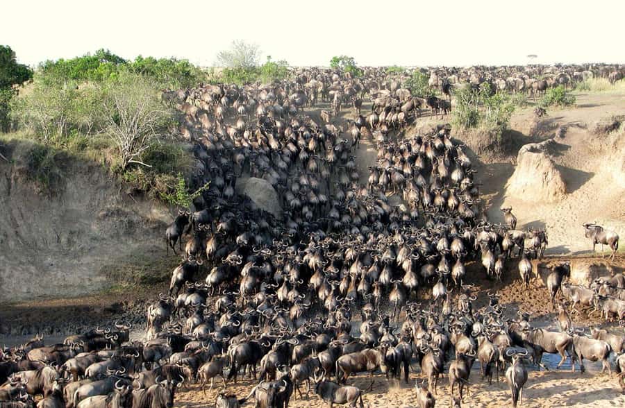 From Nairobi: 3 - Days Maasai Mara Group Safari by 4WD - Key points to know before booking