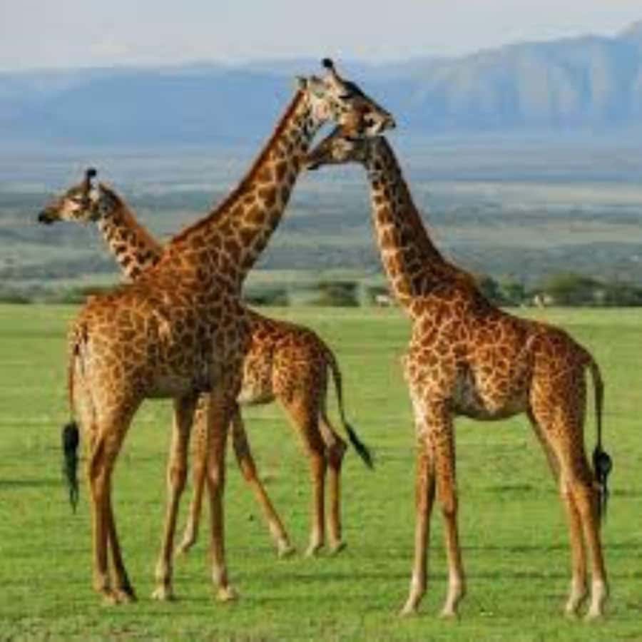 From Nairobi: 3 - Days Maasai Mara Group Safari by 4WD - Arrival, lunch, and the first evening game drive