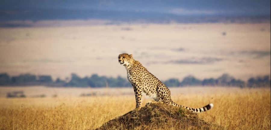 From Nairobi: 3 - Days Maasai Mara Group Safari by 4WD - Nairobi to the Great Rift Valley viewpoint