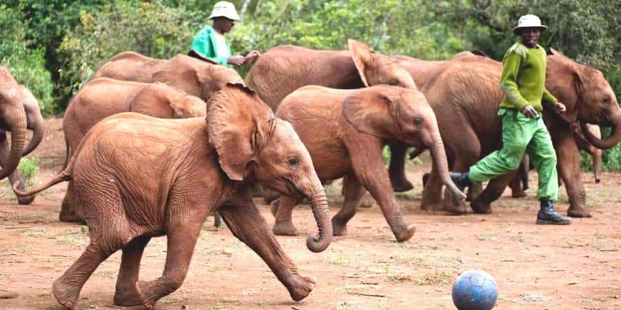 From Nairobi: Elephant Orphanage and Giraffe Center Day Trip - Key points to know before you go