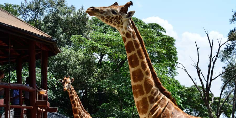 From Nairobi: Elephant Orphanage and Giraffe Center Day Trip - Milk bottles and muddy feet at Sheldrick