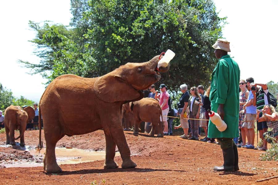 From Nairobi: Elephant Orphanage and Giraffe Center Day Trip - Kazuri Beads Factory adds a human story