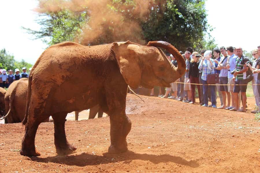 From Nairobi: Elephant Orphanage and Giraffe Center Day Trip - Who should book this experience