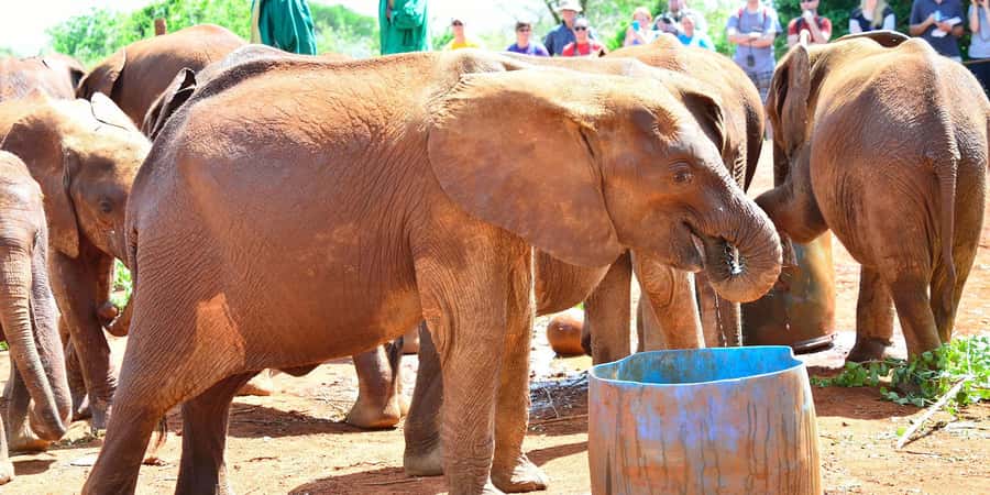 From Nairobi: Elephant Orphanage and Giraffe Center Day Trip - Should you book it?