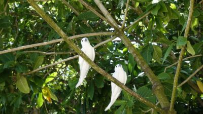 From Praslin: Cousin, Curieuse & St Pierre Islands Day Tour