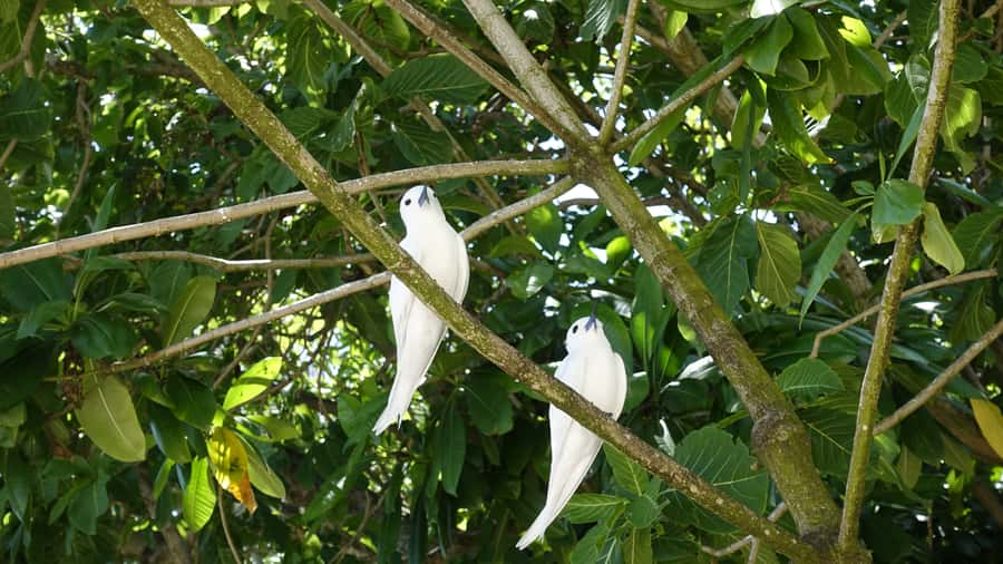 From Praslin: Cousin, Curieuse & St Pierre Islands Day Tour - Cousin Island: the strongest part of the day