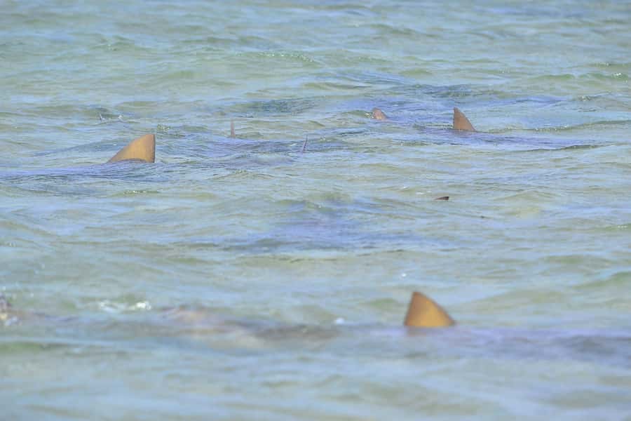 From Sal Island: Blue Eye, Salt Lake, Lemon Sharks, Palmeira - The guide and vehicle shape the day