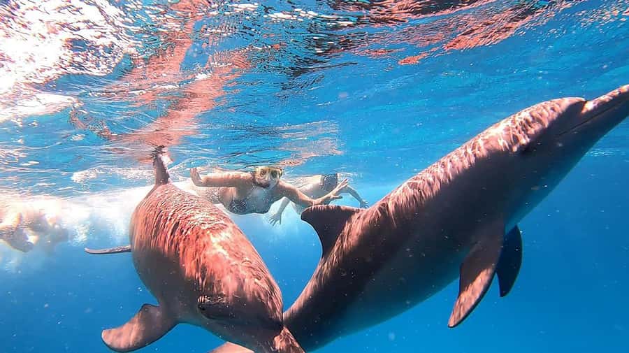 From Sharm: White Island and Ras Mohamed Snorkeling Trip - What the $29 price really buys you