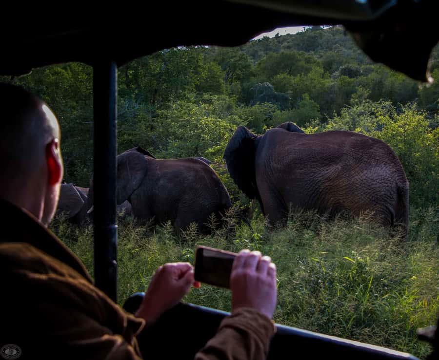 From St Lucia: iSimangaliso Wetland Park Night Drive Safari - Key points to know before you book