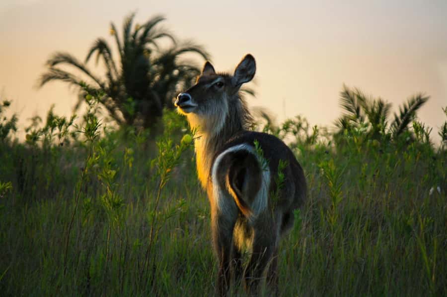 From St Lucia: iSimangaliso Wetland Park Night Drive Safari - Hippos and crocodiles near the water