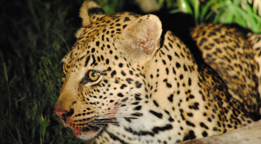 From St Lucia: iSimangaliso Wetland Park Night Drive Safari - Why the $46 price works