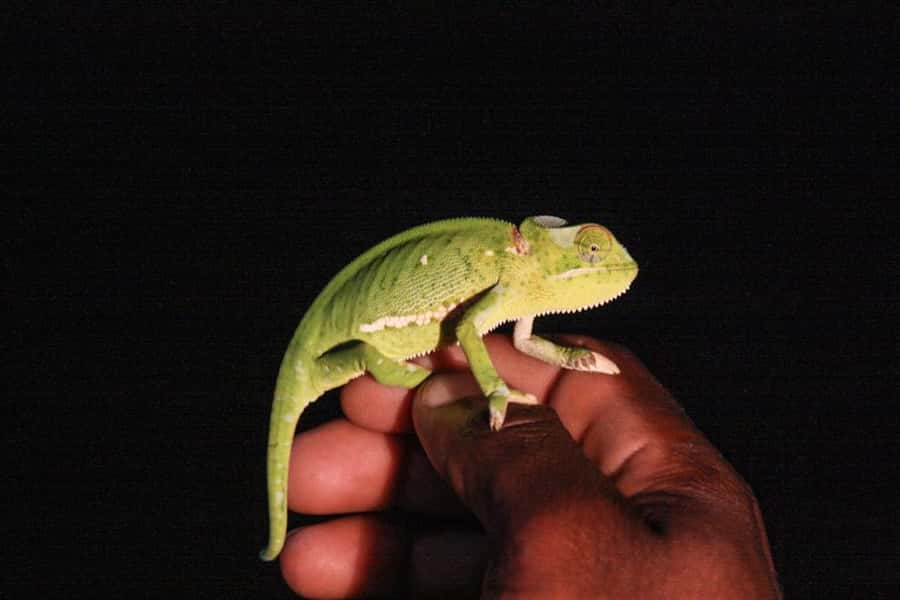 From St Lucia: iSimangaliso Wetland Park Night Drive Safari - Pickup at 7:00 PM or 8:00 PM