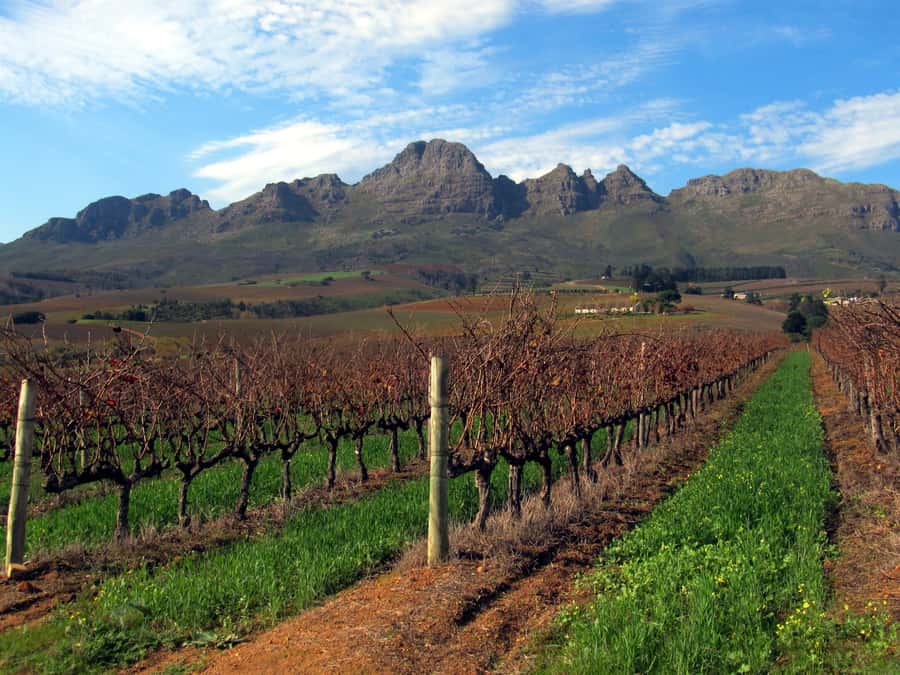 From Stellenbosch: Hop-On Hop-Off Wine Tour Southern Route - What the $29 price really buys you