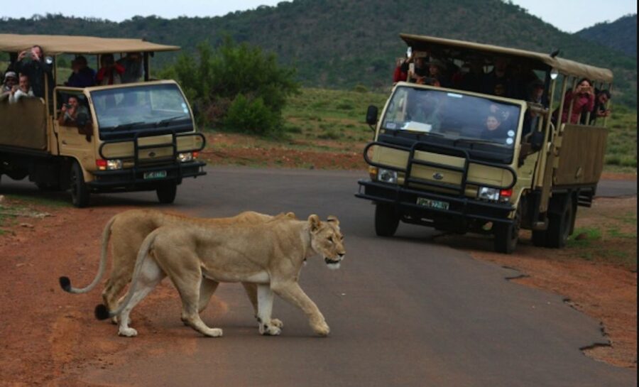 From Sun City: Pilanesberg National Park 3-Hour Game Drive - A short safari from Sun City