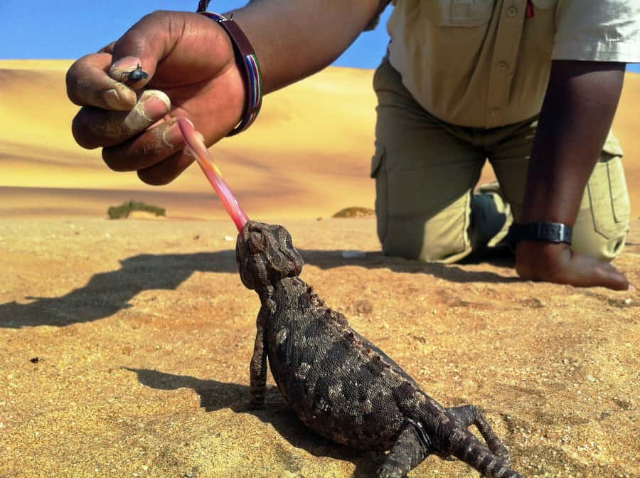From Swakopmund: Living Dunes Experience - Why the Namib’s smallest animals are worth your morning