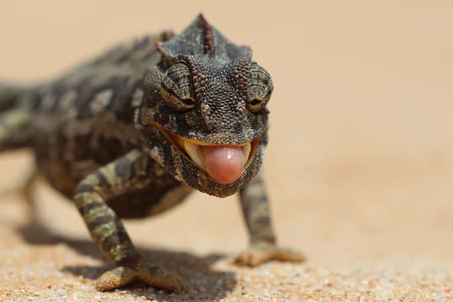 From Swakopmund: Living Dunes Experience - At the secret stop, the sand starts giving up its clues