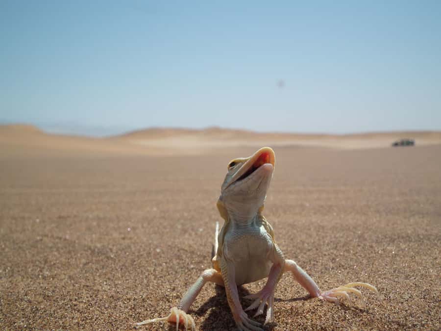 From Swakopmund: Living Dunes Experience - Leaving Swakopmund for the coastal dune belt