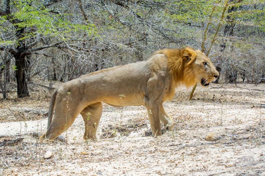 From Zanzibar: Day Selous Game Reserve Safari with Flights - Landing on the gravel airstrip