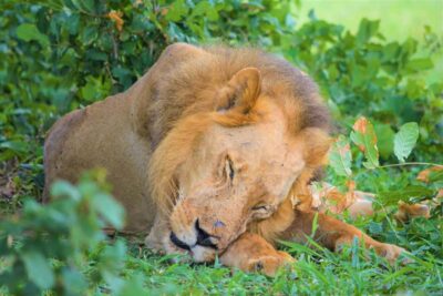 From Zanzibar: Day Selous Game Reserve Safari with Flights