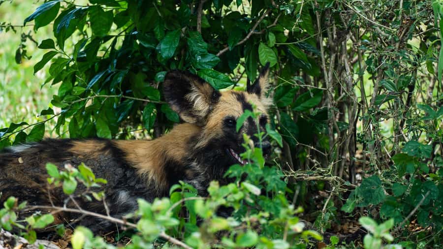 From Zanzibar: Day Selous Game Reserve Safari with Flights - The afternoon drive and flight home