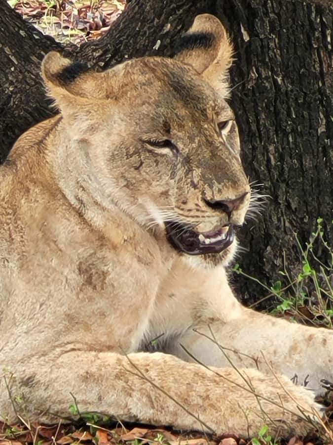 From Zanzibar: Day Selous Game Reserve Safari with Flights - Who should book this safari?