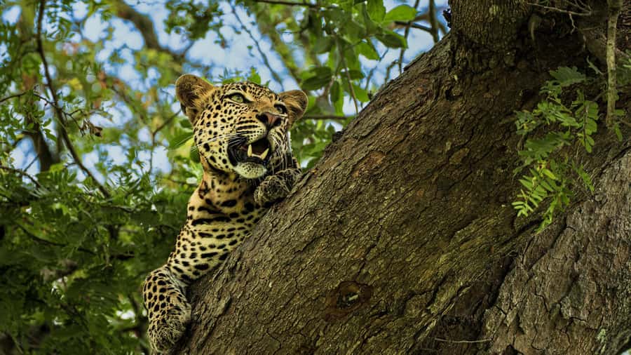 From Zanzibar: Mikumi Safari Day Trip with Flights and Meal - Key points to know before booking