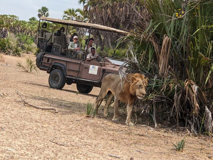 From Zanzibar: Mikumi Safari Day Trip with Flights and Meal - Flying from Zanzibar to Mikumi before breakfast