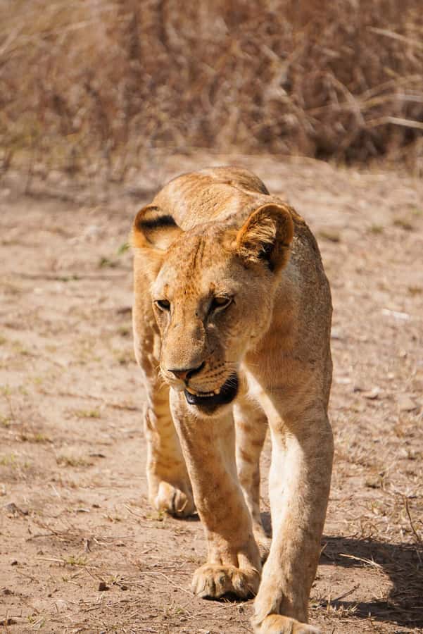 From Zanzibar: Mikumi Safari Day Trip with Flights and Meal - Six hours of game viewing in Mikumi National Park