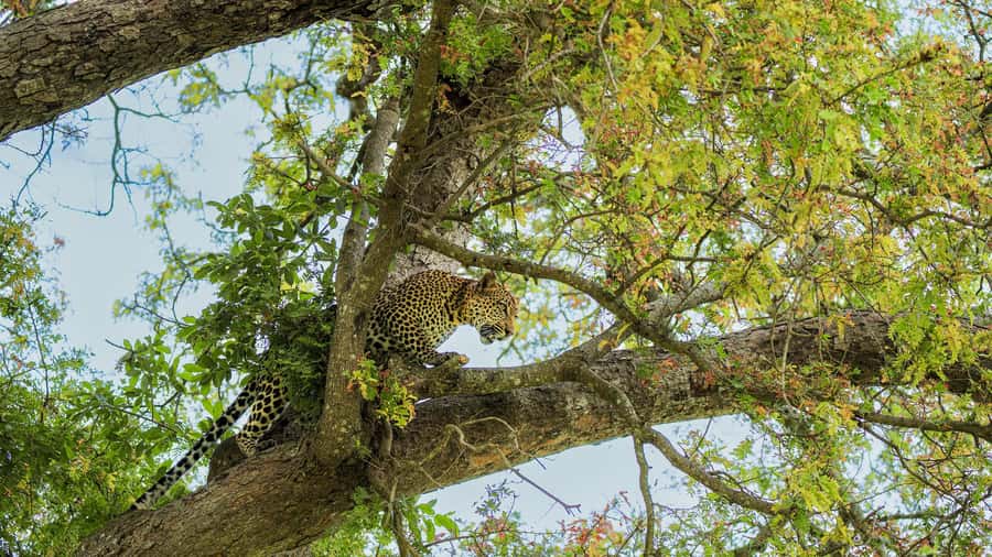 From Zanzibar: Mikumi Safari Day Trip with Flights and Meal - Is $451 good value for this safari?