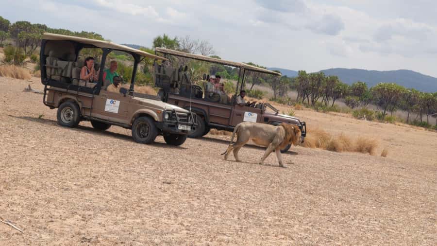 From Zanzibar: Mikumi Safari Day Trip with Flights and Meal - Who should choose this day trip?
