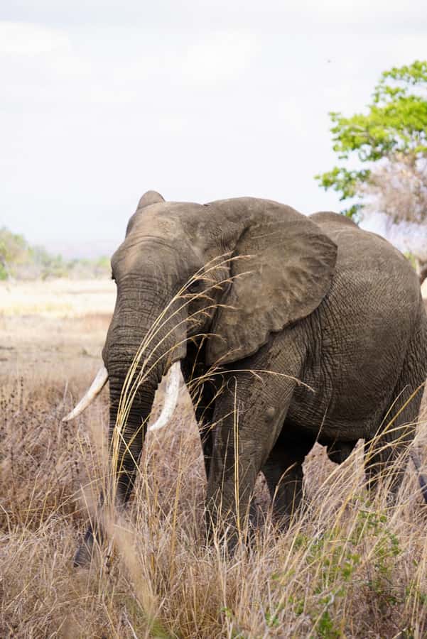 From Zanzibar: Mikumi Safari Day Trip with Flights and Meal - Entering Mikumi by air and meeting your safari guide