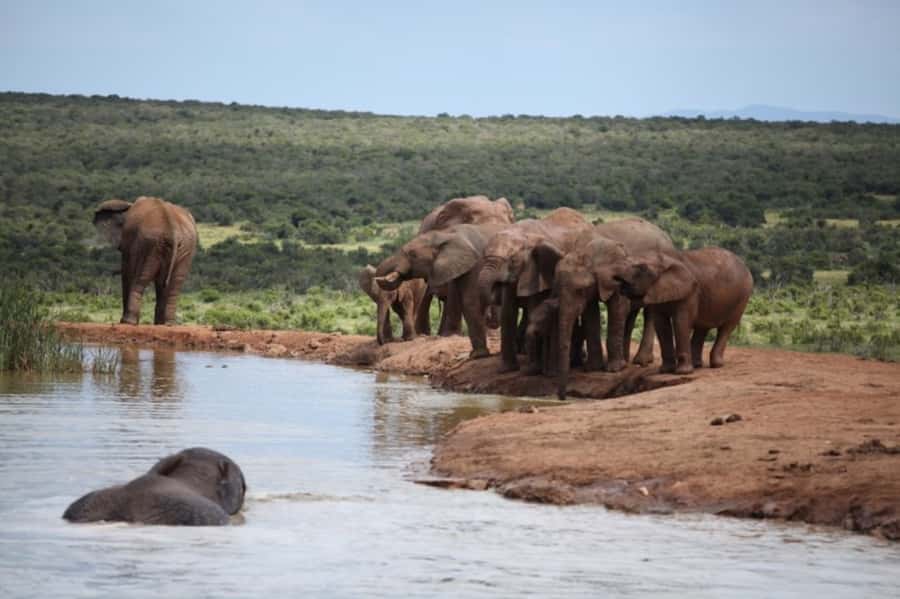 Full-Day All Inclusive Safari with Traditional Braai Lunch - Key points to know before booking