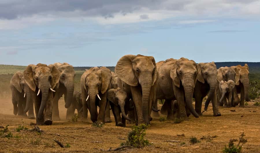 Full-Day All Inclusive Safari with Traditional Braai Lunch - A full day built around Addo’s wildlife