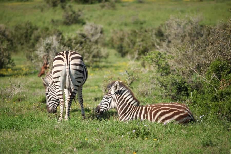 Full-Day All Inclusive Safari with Traditional Braai Lunch - Waterholes and the best chance for elephants and buffalo