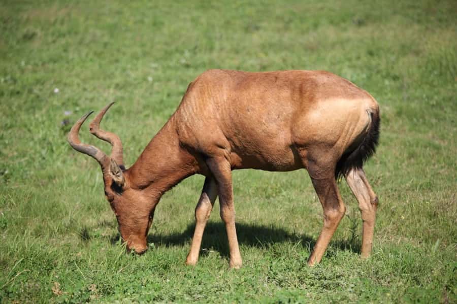 Full-Day All Inclusive Safari with Traditional Braai Lunch - The braai lunch: the tour’s best non-wildlife feature