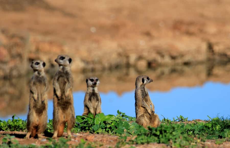 Full-Day All Inclusive Safari with Traditional Braai Lunch - The afternoon drive and the value of staying late