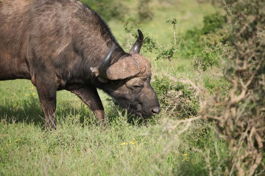 Full-Day All Inclusive Safari with Traditional Braai Lunch - How much value do you get for $186?
