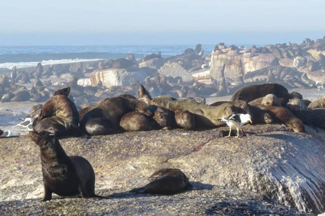 FULL Day Cape of Good Hope and Boulders Penguin Colony - Chapman’s Peak is the scenic spine of the route